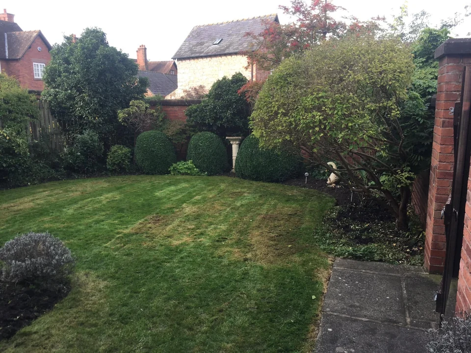 Maintained back garden lawn with clipped shrubs and borders