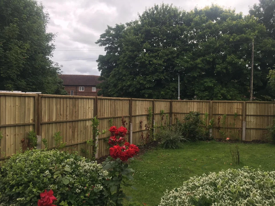 New close-board timber fence around a lawn with rose bushes