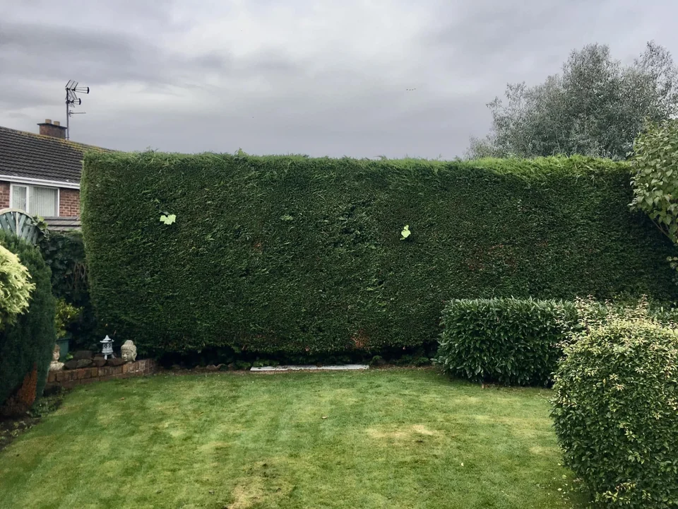 Neatly trimmed tall conifer hedge behind a lawn