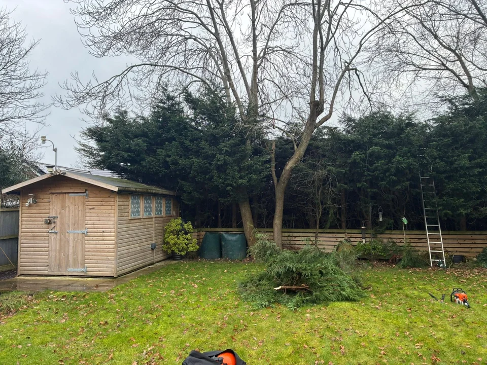 Tree Felling in Chester. Tree felling in progress in a back garden with felled branches on the lawn