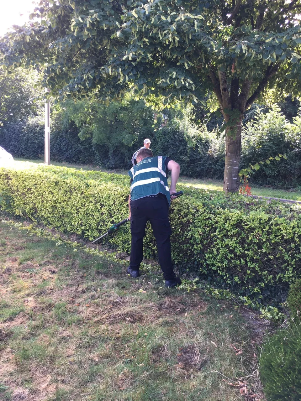 Gardener trimming a hedge